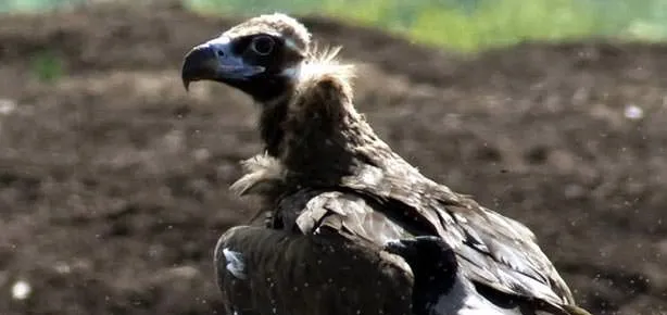 507 tür koruma altında