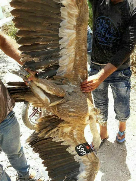 Suriye sınırında casus kuş-1