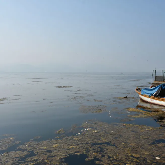 İzmir Körfezi’ni yosun tuttu