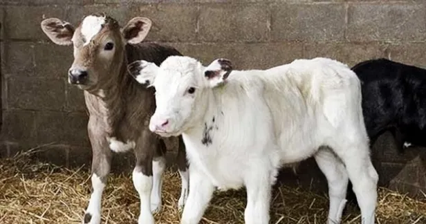 Buzağı desteklemeleri bugün ödenecek mi? 2018 2. dönem buzağı desteklemeleri ne zaman yatacak?-4
