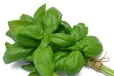 Öksürüğe fesleğen