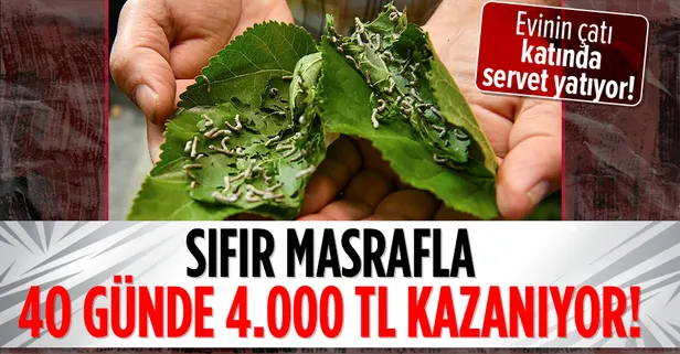 40 günde 4.000 TL kazanıyor! Evinin çatı katında yetiştirip servet kazanıyor! Şimdi paraya para demiyorlar...