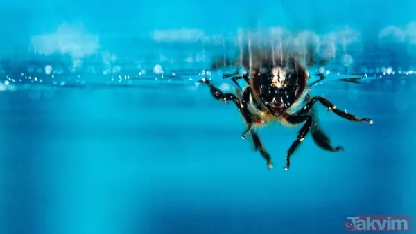 Su altında hayatta kalıyorlar! Bombus arılarının yeni yeteneği keşfedildi - 1