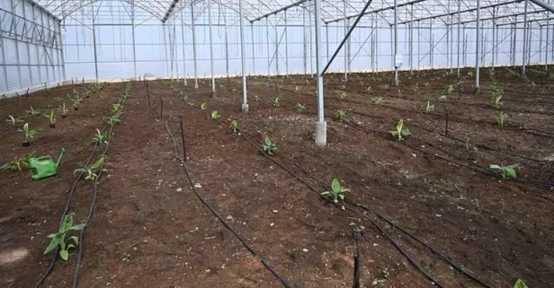 Türkiye'de bir ilk! Organize sanayi bölgesine muz serası kuruldu