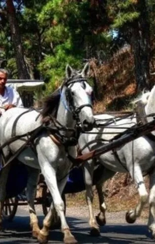 Adalar'da flaş fayton kararı