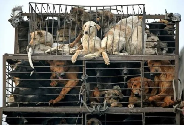 Son dakika: Tüm bildiklerinizi unutun! İşte koronavirüsü yayan hayvan!-3