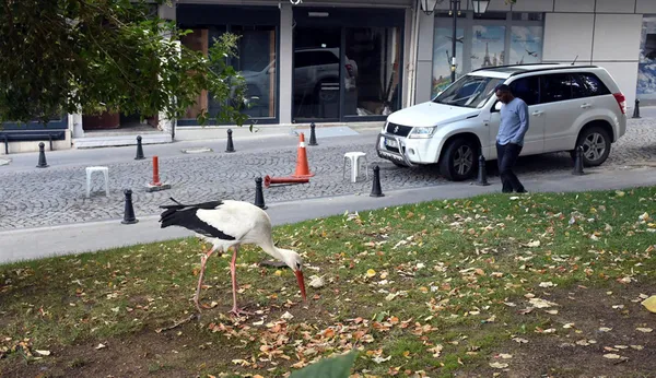 tekirdagda-suruden-ayrilan-leylege-bedesten-carsisi-esnafi-sahip-cikti-1632405050794.jpg Tekirdağ'da sürüden ayrılan leyleğe Bedesten Çarşısı esnafı sahip çıktı-6