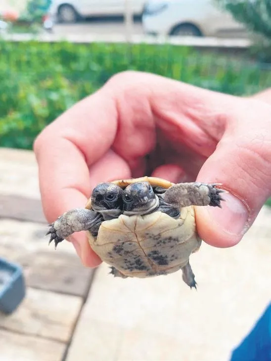 sahte-doktor-hakkinda-istenen-ceza-belli-oldu-1671231614485.jpeg Sahte doktor hakkında istenen ceza belli oldu!-14