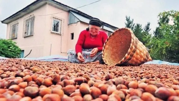 Fındık fiyatları ne kadar? TMO fındık alım fiyatları 2021 kaç TL olarak belirlendi? Son dakika açıklama…-2