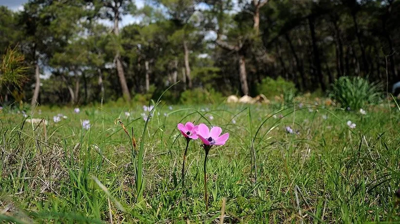 2026 yılı cemre düşme tarihleri: İlk cemre ne zaman düşecek?
