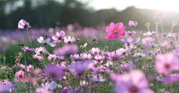 Havaya, suya, toprağa cemre hangi tarihlerde düşecek? İlk cemre ne zaman düşecek 2022? Havalar ne zaman ısınacak?