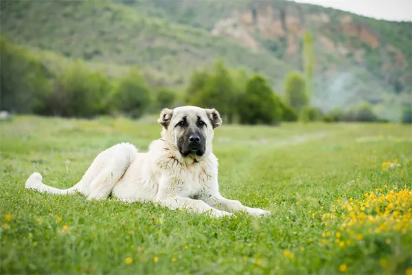 sadakatiyle-bilinen-kangal-kopegi-koyunun-basinda-iki-gun-bekledi-1621673217594.jpg Sadakatiyle bilinen Kangal köpeği koyunun başında iki gün bekledi-4