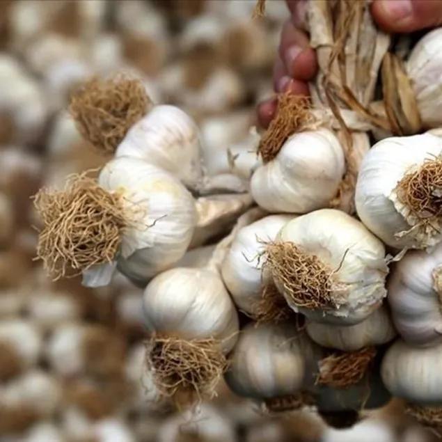 Enfeksiyona sarımsak