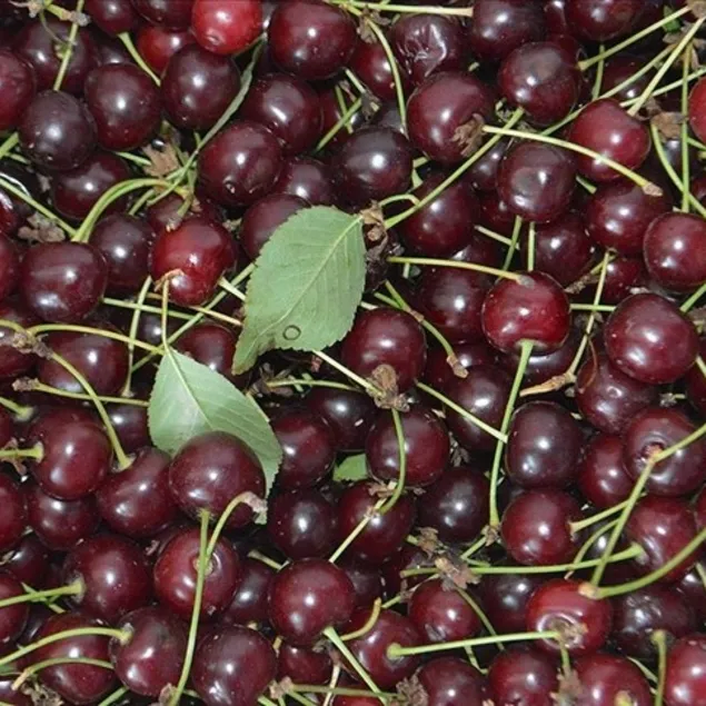 Uykusuzluğa karşı vİşne