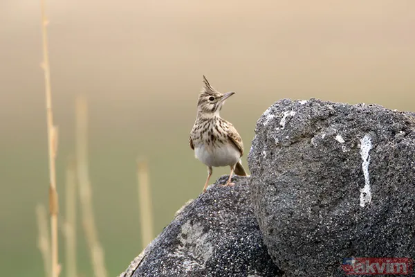 Yapay zeka kuşların evrimini geriye çekti! İlk uçuşun kökeni 60 milyon yıl öncesine ait - 3