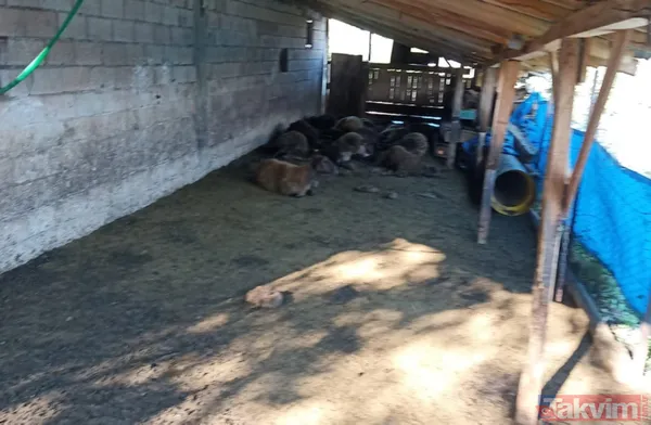 Kurt ağıla girdi! 40 koyun telef oldu 6 koyun yaralandı - 7