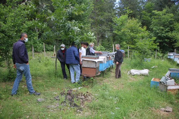 kestane-agaclarini-tamamen-kurutan-katil-ari-olarak-bilinen-gal-arisi-kastamonuda-goruldu-1623653406137.jpg Kestane ağaçlarını tamamen kurutan 'katil arı' olarak bilinen gal arısı Kastamonu'da görüldü-2