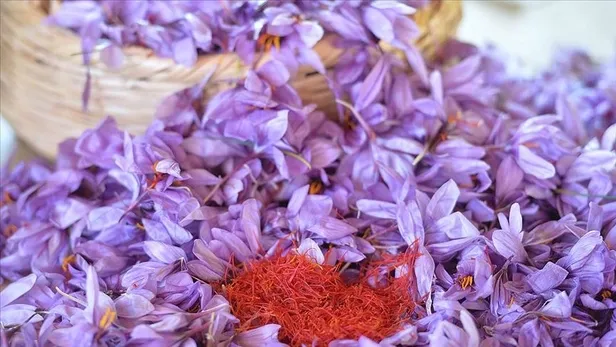 dunyanin-en-pahali-bitkisi-unvanini-kimseye-kaptirmiyor-fiyatini-duyanin-gozleri-portluyor-1692256442922.jpg Fiyatını duyan şaştı kaldı! Dünyanın en pahalı bitkisi ünvanını kimseye kaptırmıyor-2