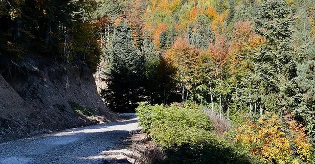 Valilik açıkladı! Bolu'da ormanlık alan kısıtlaması... Mangal, semaver... Ne yasak ne serbest?