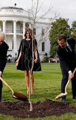 Trump ve Macron'un diktiği fidan kayboldu