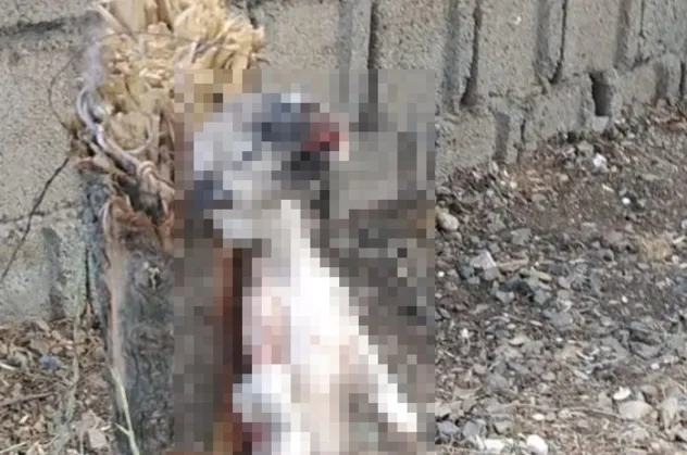 Kahramanmaraş’ta köpeği ayaklarından bağlayıp öldürdüler