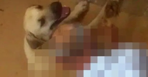 Antalya’da mide bulandıran olay! Ayaklarını hortumla bağladığı köpeğe tecavüz etti