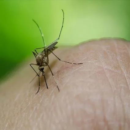 Sivrisineklerin gizli sırrı ortaya çıktı! A ve 0 kan gruplarına sahip olanlar dikkat
