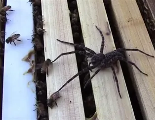 Örümceğin saldırısı pahalıya patladı!