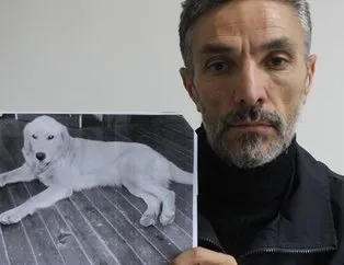 Kaybolan köpeğini Amerika’da buldu