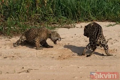 İki jaguarın kanlı mücadelesi sosyal medyada çok konuşuldu Vahşi yaşam fotoğrafları