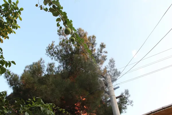 tokat-erbaada-bahceye-ekilen-su-kabagi-elektrik-tellerine-sarilip-urun-verdi-1605864226424.jpg Tokat Erbaa'da bahçeye ekilen su kabağı elektrik tellerine sarılıp ürün verdi-2