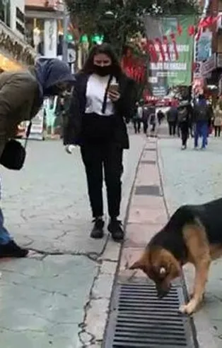 İzmit'te şaşırtan görüntü: Mazgala bakan köpek ilgi odağı oldu