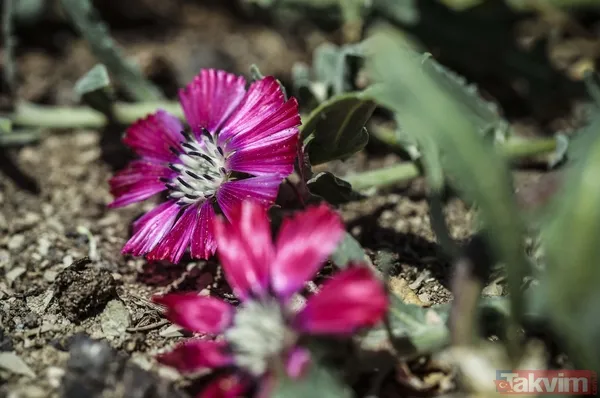 Dünyada sadece Ankara Gölbaşı'nda yetişiyor! 'Sevgi çiçeği' özel koruma altında - 8