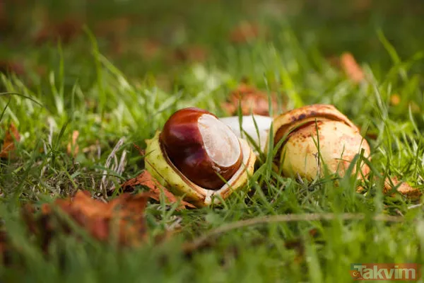 Mucizevi at kestanesi ile tüm hastalıklara savaş açın! Her derde şifa! Ağrıları bıçak gibi kesiyor! - 14