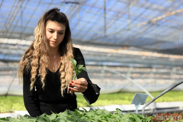 İsottan 50 kat daha acı! Şili biber yılda 72 bin ton üretiliyor - 6