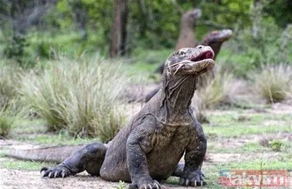 Vahşi doğada ölümcül karşılaşma! Komodo ejderinin avı nefes kesti