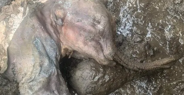 Kanada Yukon’da altın madeninde tamamı bozulmamış halde 30 yıllık yünlü bebek mamut bulundu