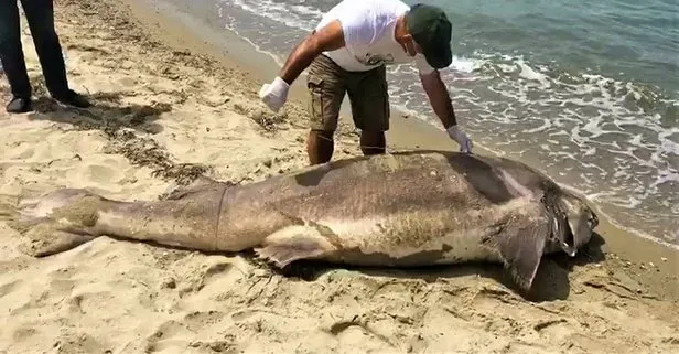 Kuşadası’nda sahile yaklaşık 4 metre boyunda ölü köpek balığı vurdu