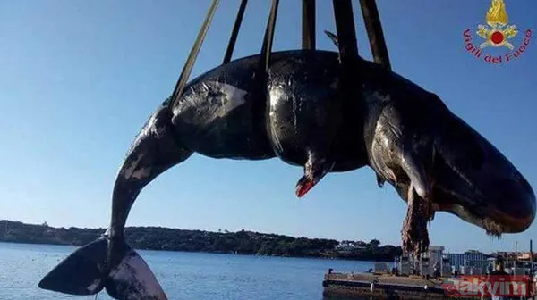 Midesine güvenenler baksın! Kulak ağrısıyla hastaneye giden adamın kulağından çıkanlar dünyayı şoke etti - 17