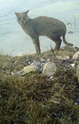 'Saz kedisi' Eskişehir'de ilk kez görüntülendi