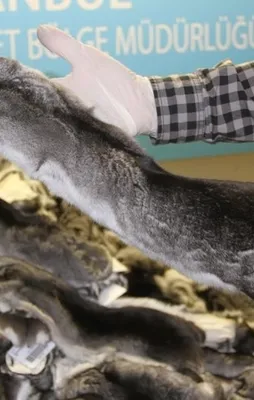 Atatürk Havalimanı’nda 'Çinçila' operasyonu