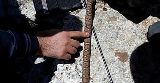 Nesli tükenme tehlikesi altında olan 'beyaz bantlı dağ engereği' Sivas'ta görüldü