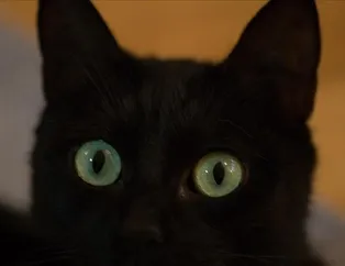 Rüyada kara kedi görmek ne anlama gelir?