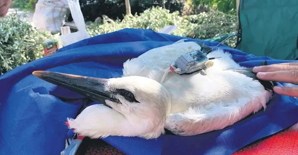 Yaren’in yavrusu, 5 günde 190 kilometre uçtu (Yurttan haberler)