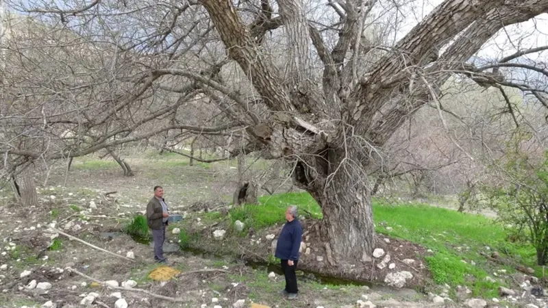 270-yildir-zamana-ve-dogaya-meydan-okuyor-ceviz-agaci-300-kilodan-fazla-urun-veriyor-1778315943787.jpg 270 yıldır zamana ve doğaya meydan okuyor: Ceviz ağacı 300 kilodan fazla ürün veriyor-6