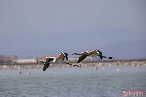 Minik allı turnalar (flamingolar) uçmayı İzmir Kuş Cenneti'ndeki doğal kreşte öğreniyorlar - 24