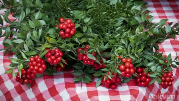 Kokina buketi suya konulur mu, nasıl saklanır? Bu püf noktayla evde ilk günkü gibi kalıyor - 6