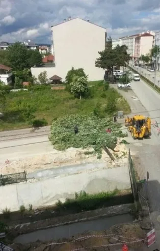 CHP'li belediye Gezi'nin yıl dönümünde ağaç kesti!