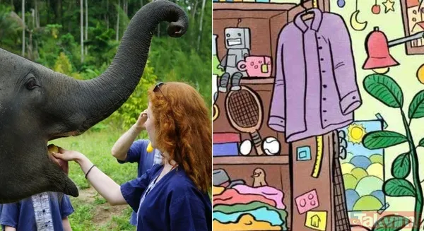 İllüzyonlar Ve Zeka Bulmacaları Detaylara Ne Kadar Dikkat Edebildiğinizi Ve Problem Çözme Yeteneğinizi Ölçüyor. Bu Seferki Hedef Resimde Saklanmış Olan Fili...