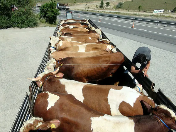 Kurban Bayramı öncesi flaş açıklama! TESK uyardı: Sahtelere dikkat!-2